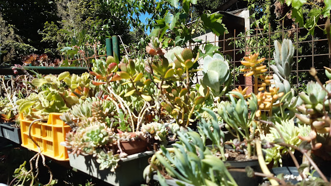 Kaktuszkert - Gárdony