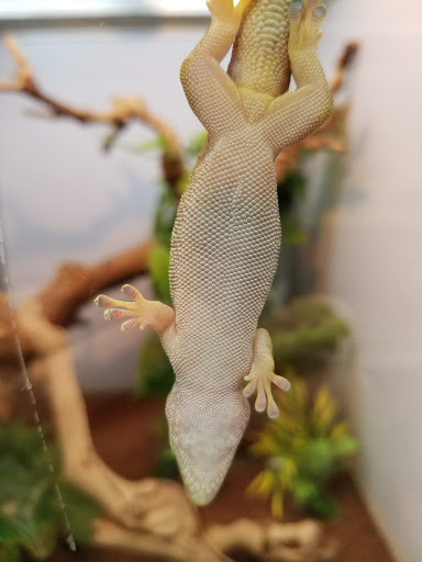 Pet Supply Store «Pet Supermarket», reviews and photos, 1746 E Silver Springs Blvd, Ocala, FL 34470, USA