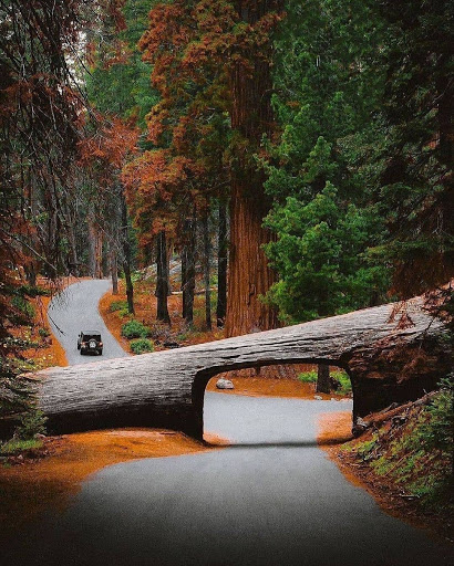 National Park «Sequoia National Park», reviews and photos
