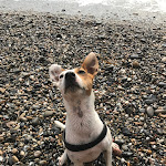 Photo n°9 de l'avis de Giulia.a fait le 10/09/2017 à 17:56 sur le  Baba Beach à Alassio