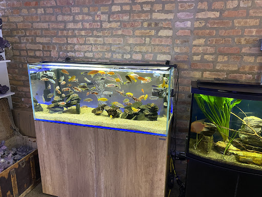Tropical Fish Store «Old Town Aquarium», reviews and photos, 1538 N Wells St, Chicago, IL 60610, USA