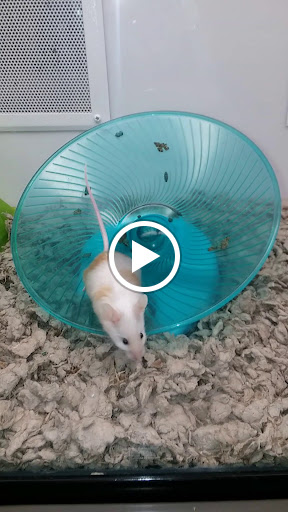 Pet Supply Store «Petco Animal Supplies», reviews and photos, 1401 E Spring Valley Rd, Richardson, TX 75081, USA