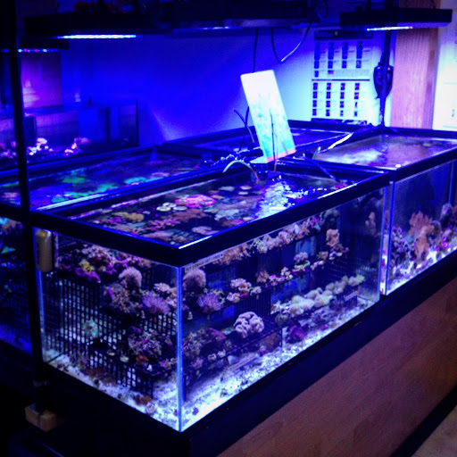 Tropical Fish Store «Hooked On Reefs», reviews and photos, 228 Hibiscus St #1, Jupiter, FL 33458, USA