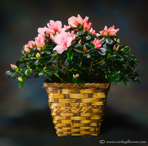 Florist «Vickies Flowers», reviews and photos, 16150 Geneva Ct, Brighton, CO 80602, USA