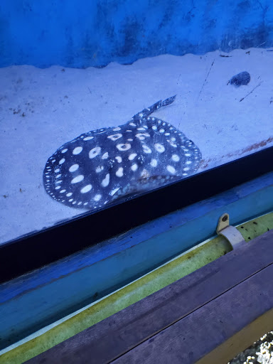 Tropical Fish Store «KHC Aquarium», reviews and photos, 150-1 Northern Blvd, Flushing, NY 11354, USA