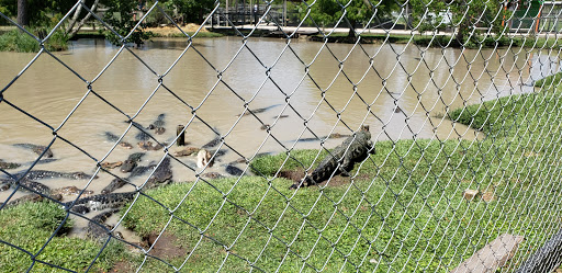 Museum «Galveston Railroad Museum», reviews and photos, 2602 Santa Fe Pl, Galveston, TX 77550, USA