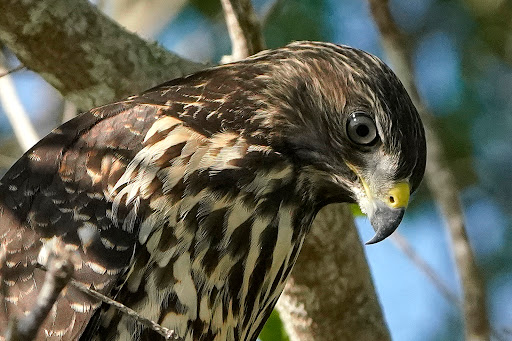 Tourist Attraction «Shark Valley Tram Tours», reviews and photos, 36000 SW 8th St, Miami, FL 33194, USA