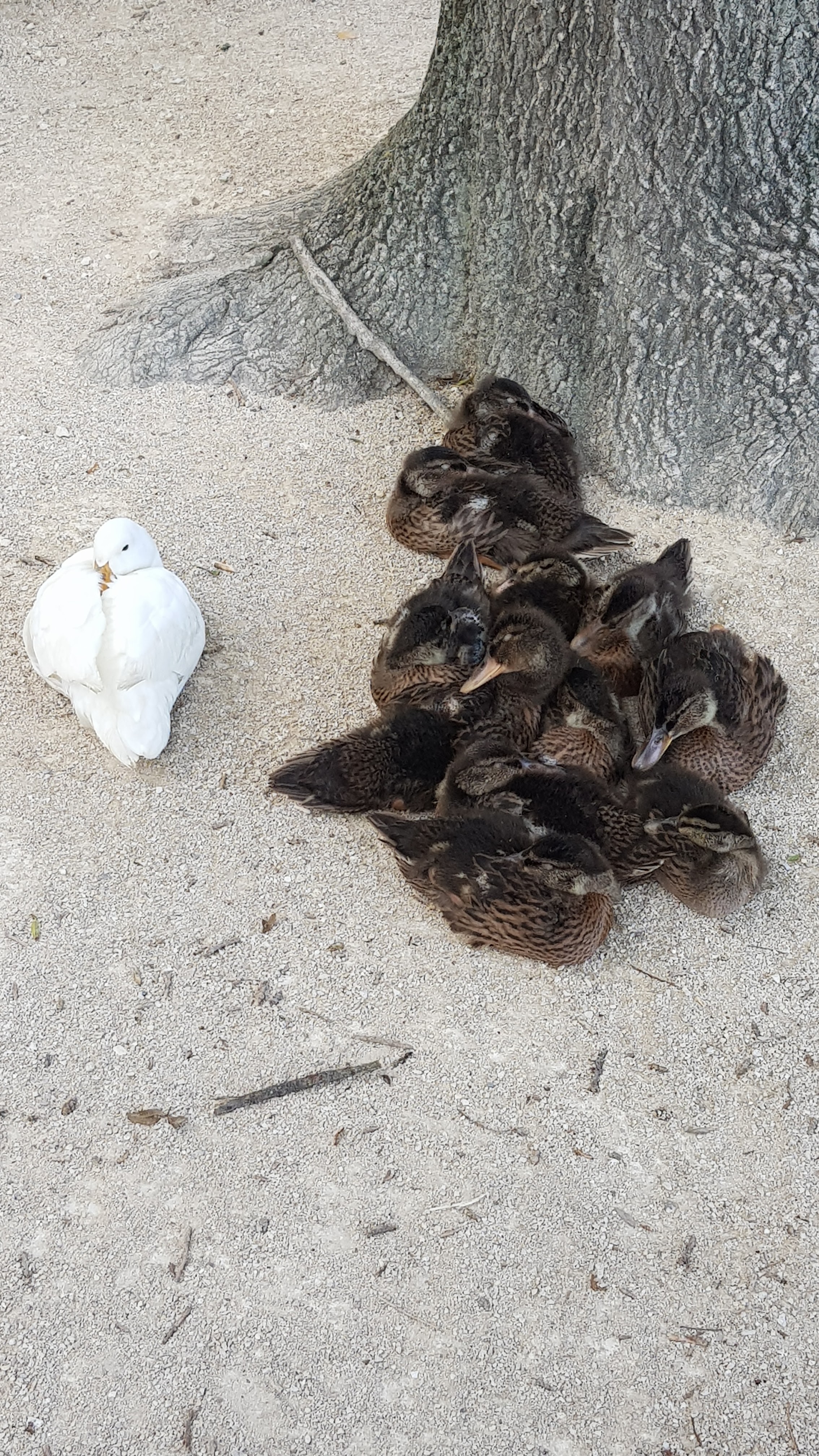 Photo n° 15 de l'avis de Marie.o fait le 30/08/2018 à 15:28