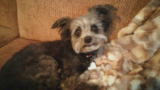 Pet Supply Store «PetSmart», reviews and photos, 401 S Mt Juliet Rd #645, Mt Juliet, TN 37122, USA