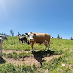 Photo n°2 de l'avis de Simona.o fait le 20/06/2022 à 08:58 sur le  Lieg Alm-Malga Costa (Riapriamo il 1.Giugno, wir öffnen wieder am 1.Juni) à Deutschnofen
