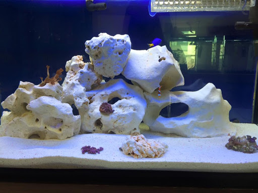 North Pet Clínica Veterinária e Pet Shop em São Paulo - SP