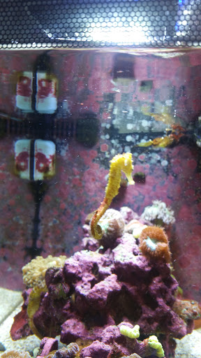 Tropical Fish Store «Rainbow Aquarium and Pond», reviews and photos, 9066 Woodman Ave, Pacoima, CA 91331, USA