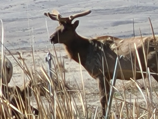 Nature Preserve «Tule Elk Reserve State Natural Reserve», reviews and photos, 8653 Station Rd, Buttonwillow, CA 93206, USA