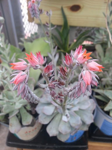 Home Improvement Store «The Home Depot», reviews and photos, 1524 E Brandon Blvd, Brandon, FL 33511, USA