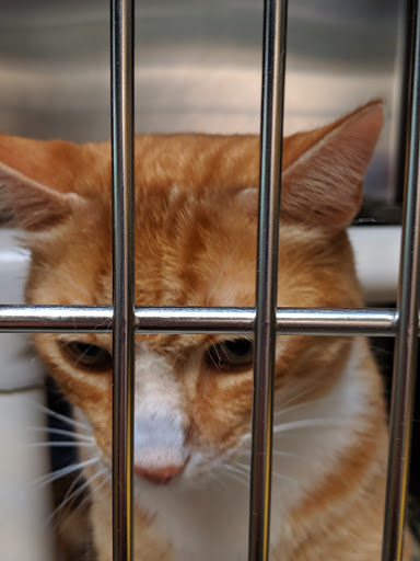 Non-Profit Organization «Heartland Humane Society», reviews and photos, 398 SW Twin Oaks Cir, Corvallis, OR 97333, USA