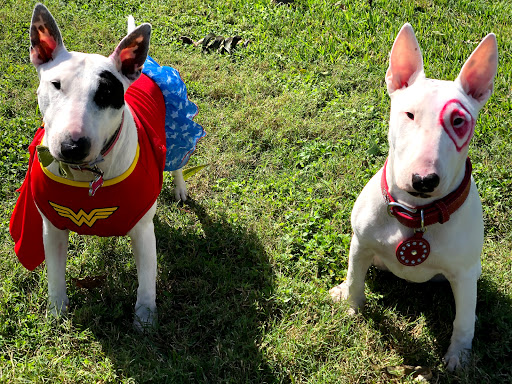 Bicycle Store «Urban Bicycle Gallery», reviews and photos, 4814 Nett St, Houston, TX 77007, USA