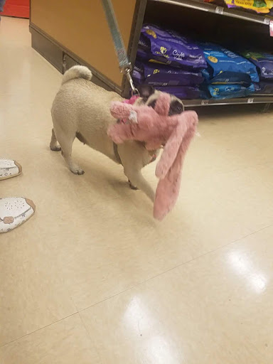 Pet Supply Store «Petco Animal Supplies», reviews and photos, 3055 N President George Bush Hwy, Garland, TX 75040, USA