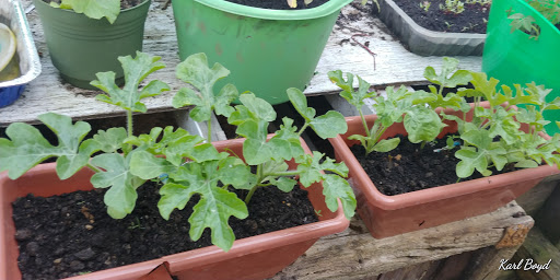 Discount Store «Dollar General», reviews and photos, 526 Middleway Pike, Inwood, WV 25428, USA