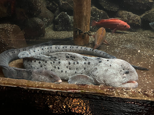 Aquarium «Seaside Aquarium», reviews and photos, 200 N Prom, Seaside, OR 97138, USA