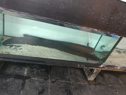 Pet Store «Aquarium Paradise», reviews and photos, 234 Washington Ave, Belleville, NJ 07109, USA