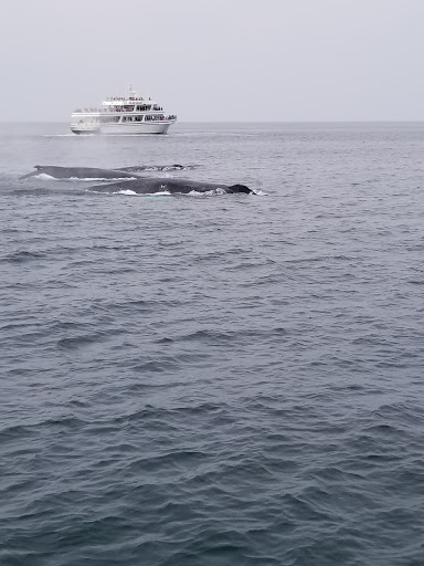 Cruise Agency «Capt. Bill & Sons Whale Watch», reviews and photos, 24 Harbor Loop, Gloucester, MA 01930, USA