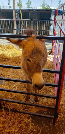 Stadium «MetLife Stadium», reviews and photos, 1 MetLife Stadium Dr, East Rutherford, NJ 07073, USA