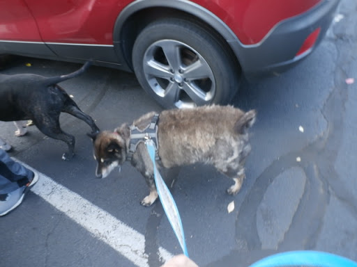 Pet Supply Store «Petco Animal Supplies», reviews and photos, 1065 Kennedy Rd, Windsor, CT 06095, USA