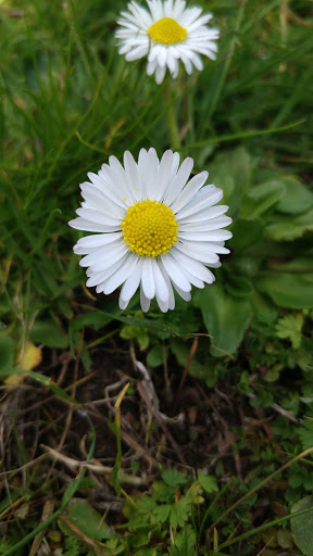 Park «Sacajawea Park», reviews and photos, 1401 S Dash Point Rd, Federal Way, WA 98003, USA