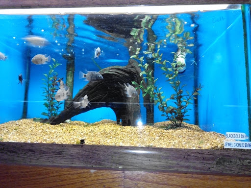 Pet Supply Store «Tropical World Pets», reviews and photos, 8444 Watson Rd, Webster Groves, MO 63119, USA