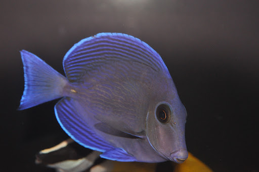 Tropical Fish Store «Reef eScape», reviews and photos, 11141 Lee Hwy, Fairfax, VA 22030, USA