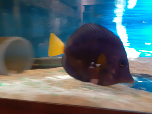 Pet Supply Store «Milwaukee Aquatics», reviews and photos, 3946 S Howell Ave, Milwaukee, WI 53207, USA