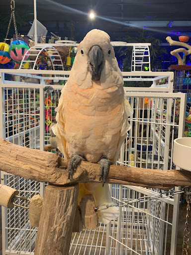 Pet Store «Pet Kingdom», reviews and photos, 4650 S Cleveland Ave, Fort Myers, FL 33907, USA