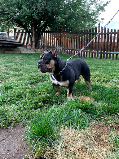 Pet Supply Store «Pet Pantry & Dog Wash», reviews and photos, 5148 Academy Blvd N, Colorado Springs, CO 80918, USA