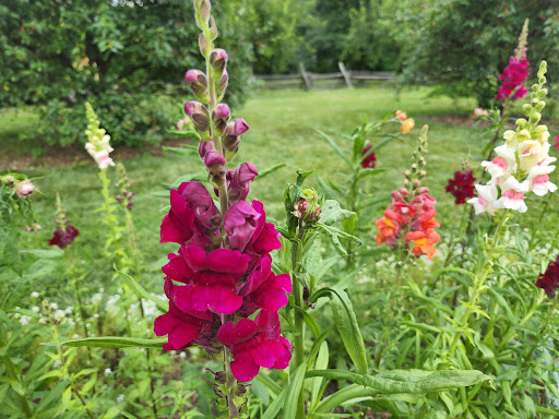 Historical Place Museum «Riversdale House Museum», reviews and photos, 4811 Riverdale Rd, Riverdale, MD 20737, USA