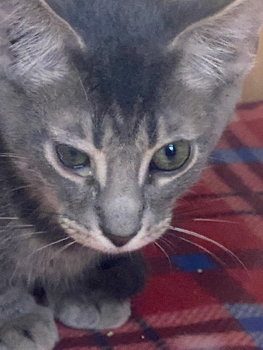 Pet Supply Store «Petco Animal Supplies», reviews and photos, 2807 Wilma Rudolph Blvd, Clarksville, TN 37040, USA