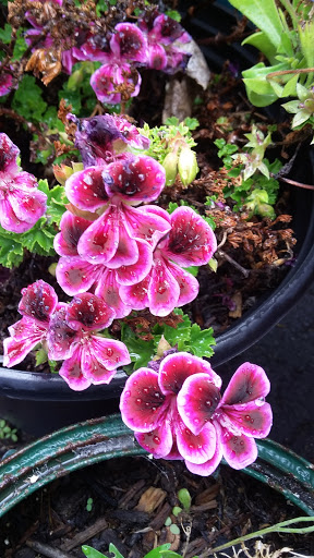 Book Store «Pipe & Thimble Bookstore», reviews and photos, 24830 Narbonne Ave, Lomita, CA 90717, USA