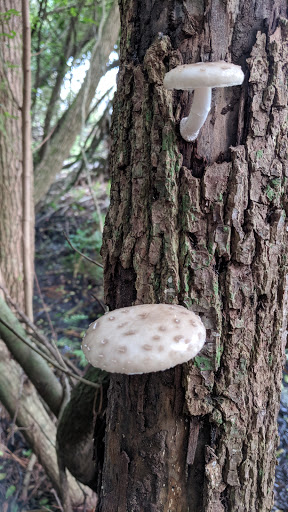 Park «Baybridge Park», reviews and photos, 10020 Bridgeton Dr, Westchase, FL 33626, USA