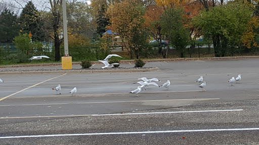 Shopping Mall «Springbrook Mall», reviews and photos, 137 85th Ave NW, Coon Rapids, MN 55433, USA