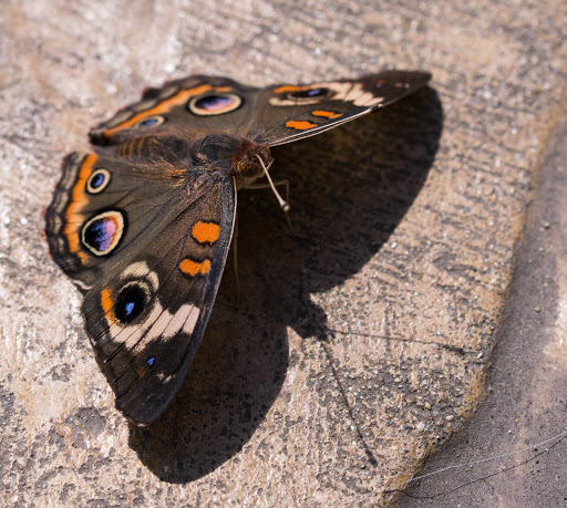 Tourist Attraction «Peck Butterfly House», reviews and photos, 4038 Kaneville Rd, Geneva, IL 60134, USA