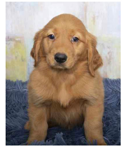 Pet Store «Pet Express», reviews and photos, 250 Granite St, Braintree, MA 02184, USA