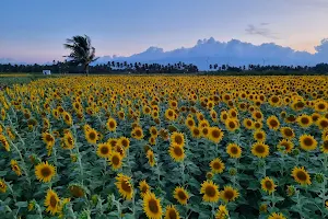 Sunflower fields image