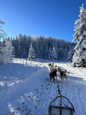 Au coeur des loups à Plateau d'Hauteville