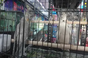 Vaigai Pet Shop image