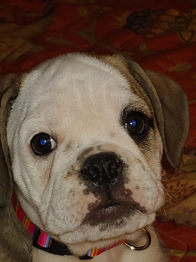 Pet Supply Store «Dog Krazy, Inc.», reviews and photos, 10681 Spotsylvania Ave, Fredericksburg, VA 22408, USA