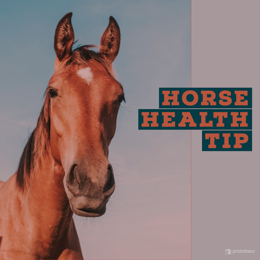 Pet Supply Store «Pet X Supplies & Tack», reviews and photos, 132 W Highland Rd Suite 101, Howell, MI 48843, USA