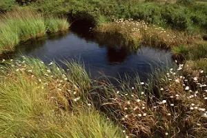 RSPB Campfield Marsh image