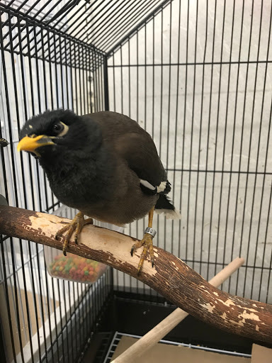 Bird Shop «Paterson Bird Store», reviews and photos, 13 Furler St # 1, Totowa, NJ 07512, USA