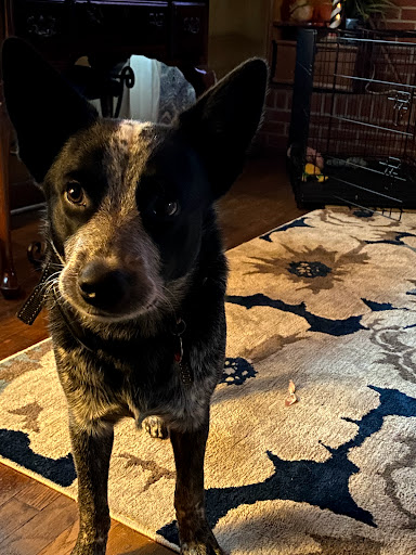 Kennel «All Creatures Great & Small», reviews and photos, 3632 James B White Hwy S, Whiteville, NC 28472, USA