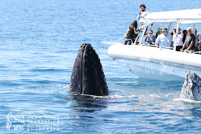 Pacific Whale Foundation Australia