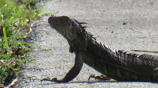 Park «Broward County Parks & Rec», reviews and photos, 950 NW 38th St, Oakland Park, FL 33309, USA